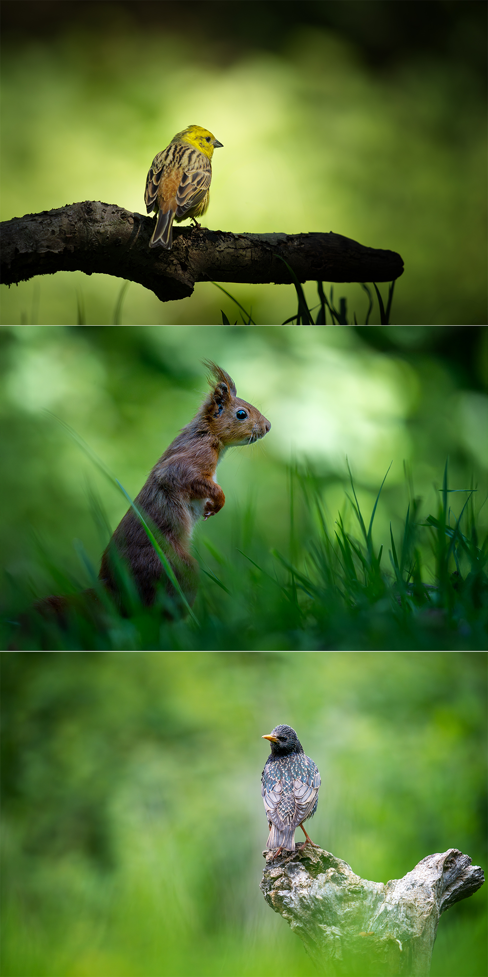 Séjour animalier dans la Somme