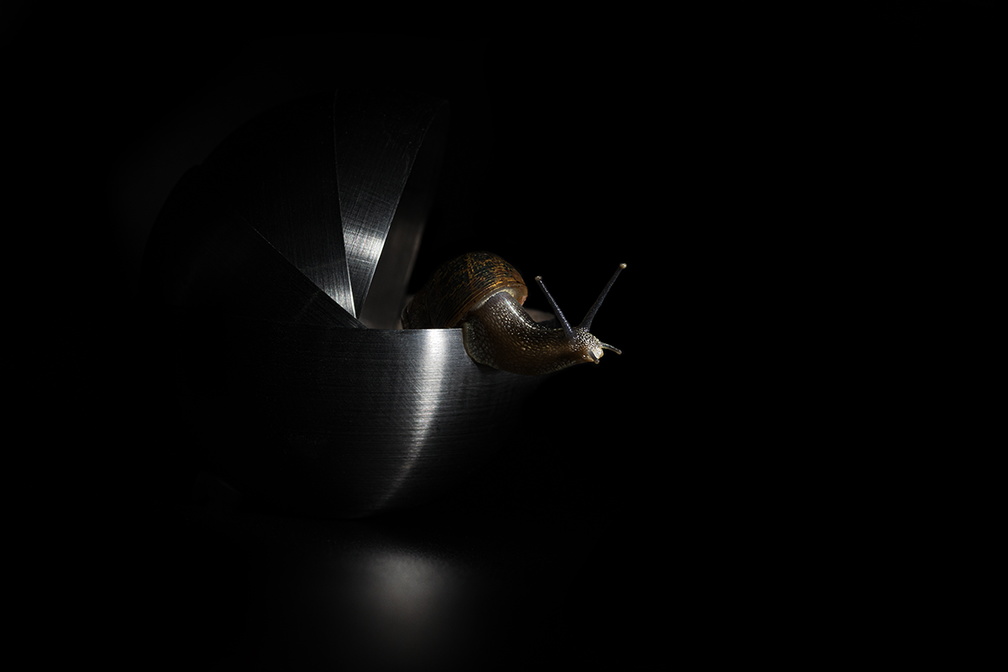 un escargot sur fond noir