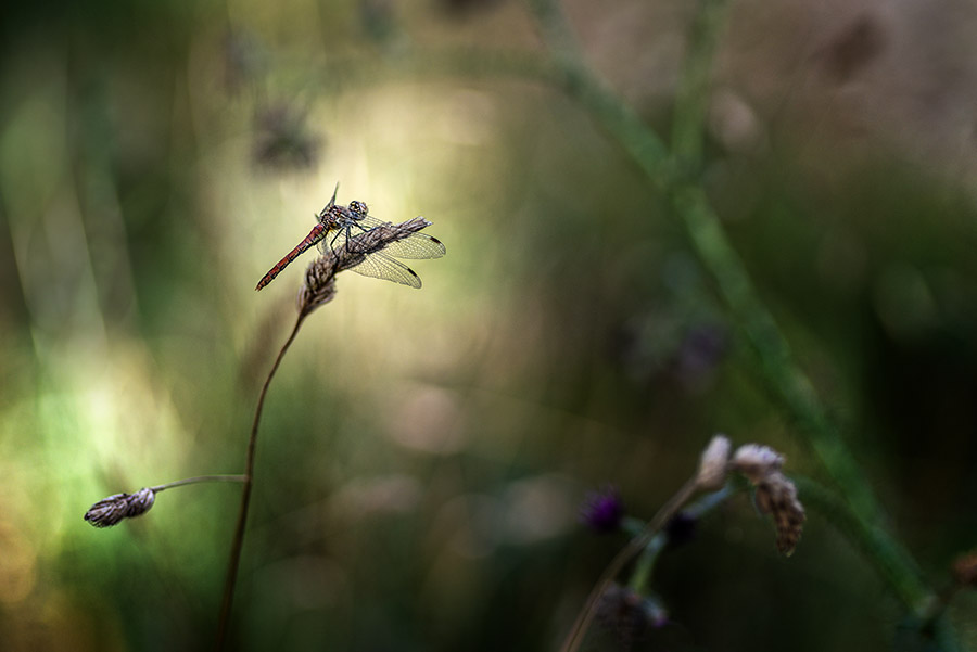 La magie des libellules