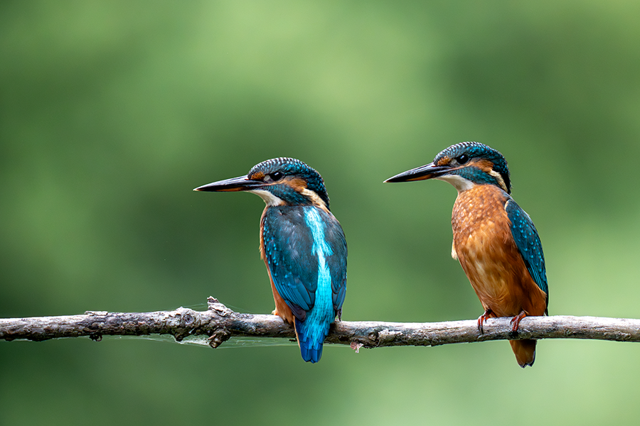 Mini séjour animalier dans la Somme