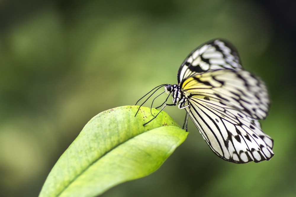 Macro en serre équatoriale