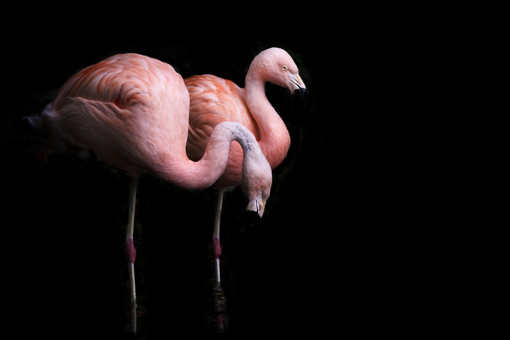 Initiation à la photo animalière en parc zoologique